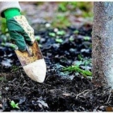 Kako gnojiti stabla jabuke za veliku berbu